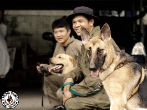 รับฝึกสุนัขปรับพฤติกรรมโดยมืออาชีพ